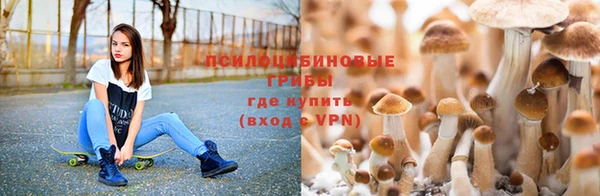 apvp Алзамай